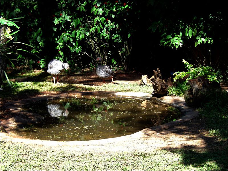 gal/holiday/Brazil 2005 - Foz do Iguacu Birds Sanctuary/Bird_Sanctuary_Iguacu_DSC07146.jpg